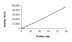 Sino Biological&nbsp;Recombinant Human Her2/ERBB2 Protein (V842I, GST Tag), Active